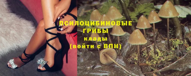 Галлюциногенные грибы Cubensis  Калининец 